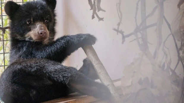 Sisa, cría huérfana de oso andino, busca padrinos
