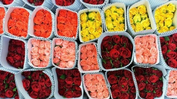 Empresarios prevén alza del 6 % en exportaciones de flores para San Valentín
