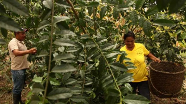 Napo exporta la hoja sagrada de guayusa a tres países