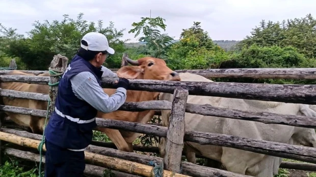 Ecuador avanza hacia estatus libre de fiebre aftosa sin vacunación