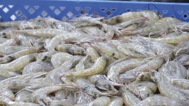 El secretario general de la organización, Haitham Al Ghais, se reunió con Fernando Santos, ministro de Energía y Mina / Foto: EFE