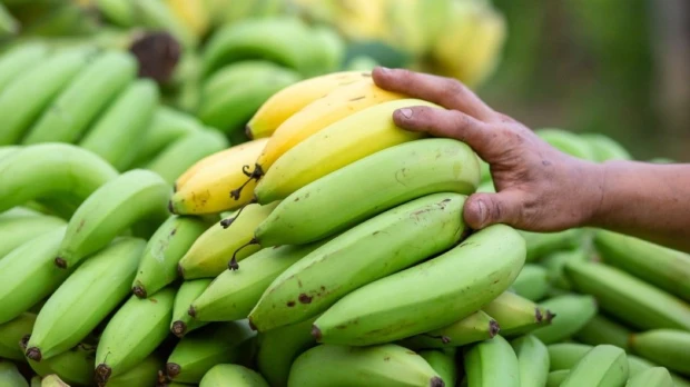 Sector bananero insiste en un precio justo para el banano ecuatoriano en Europa