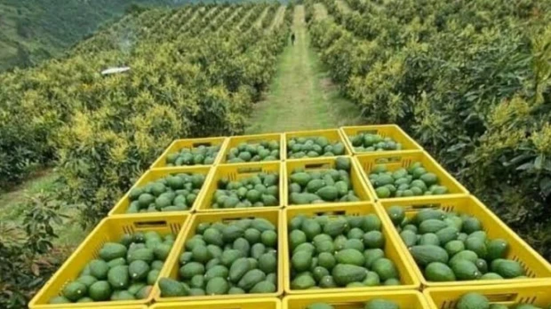 El aguacate lidera la nueva apuesta exportadora de Ecuador; la chirimoya gana espacio