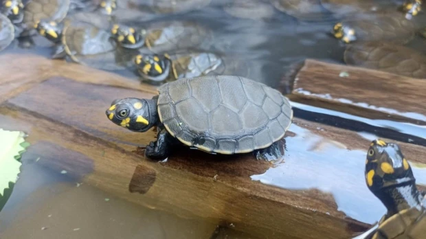 Liberan más de 1.900 tortugas charapas en el río Aguarico