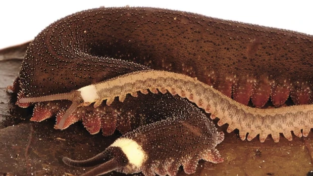 Nueva especie de gusano fue descubierta en la Amazonía