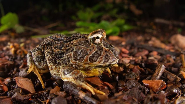 Guayaquil vuelve a registrar especies ausentes por más de un siglo