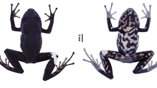 Se identifica nueva especie de rana en las provincias de Pastaza y Napo