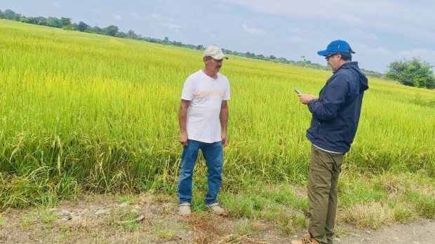 El Gobierno activa la compra directa de arroz en Guayas y Los Ríos