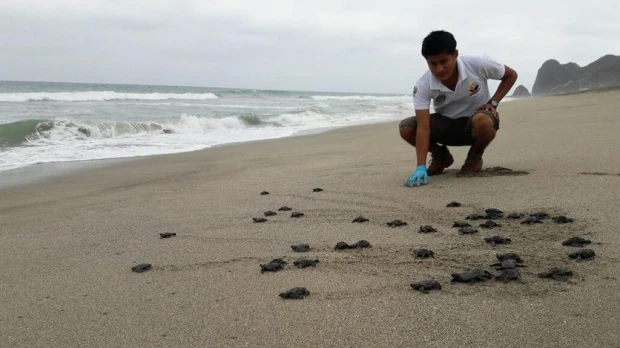 Más de 9.000 tortugas marinas golfina nacieron en Las Palmas