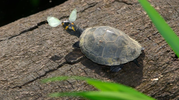 Yasuní: un referente para la conservación de las tortugas charapas