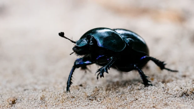 Nueva especie de escarabajo revela presión sobre el Chocó ecuatoriano