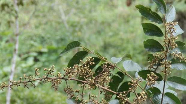 Investigadores describen una nueva especie de cedro en Ecuador