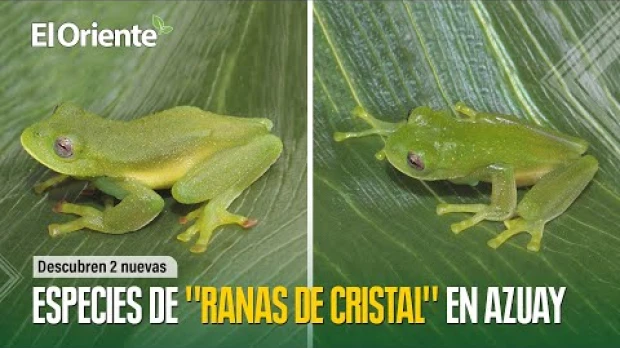 2 nuevas especies de "ranas de cristal" fueron descubiertas en Azuay