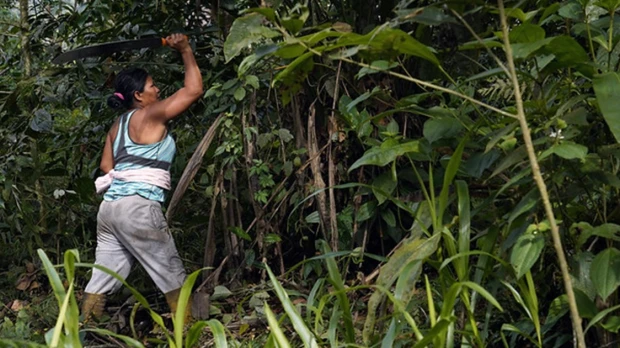 La OTCA y FAO buscan mejorar los sistemas agroalimentarios en la Amazonía