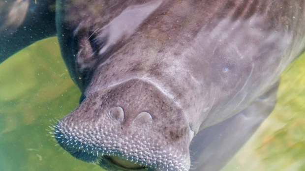 150 manatíes amazónicos, especie en peligro crítico de extinción, habitan en Ecuador
