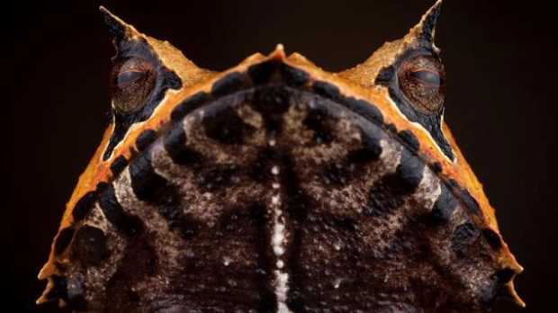 Biólogos eligen a las ranas más atractivas del país