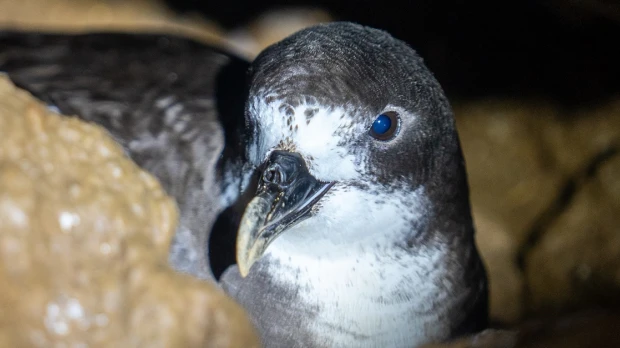 Preparan un nuevo protocolo de monitoreo de petreles de Galápagos, ave con futuro incierto