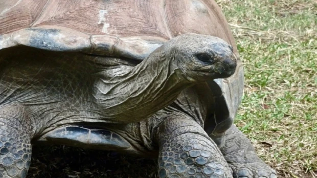 3 personas fueron condenadas a prisión por transportar especies protegidas de Galápagos