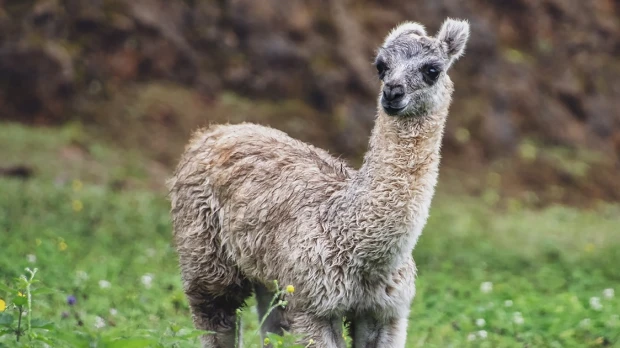 Ecuador cuenta con el primer programa de mejoramiento genético de alpacas