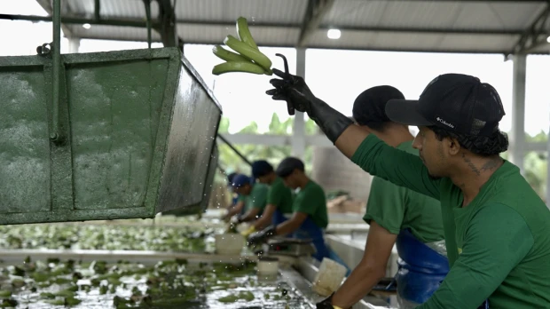 'Fincas Seguras': el banano de Ecuador se protege contra criminalidad