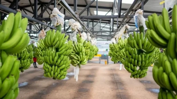 Tanzania busca abrirse paso en un negocio de USD 800 millones dominado por Ecuador