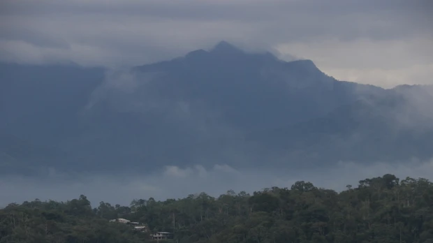 Amazonía: Especies de árboles cambian debido a diversos factores 