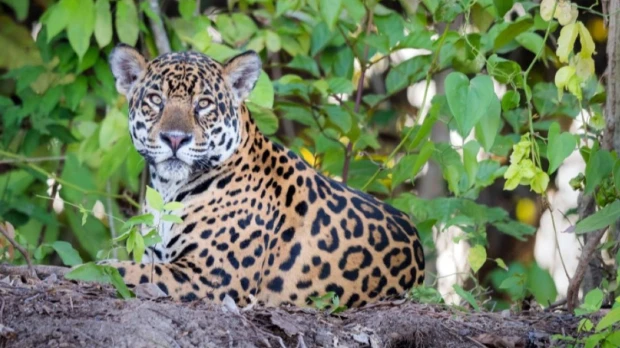 ‘Guardianes del Jaguar’ fue presentado para proteger al felino amazónico