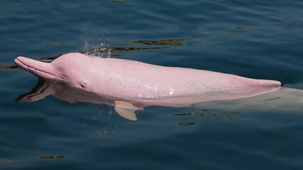 Plan para proteger a delfines de río fue presentado 