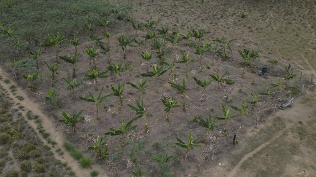 El experimento agrícola que quiere devolver el verde a la Amazonía deforestada