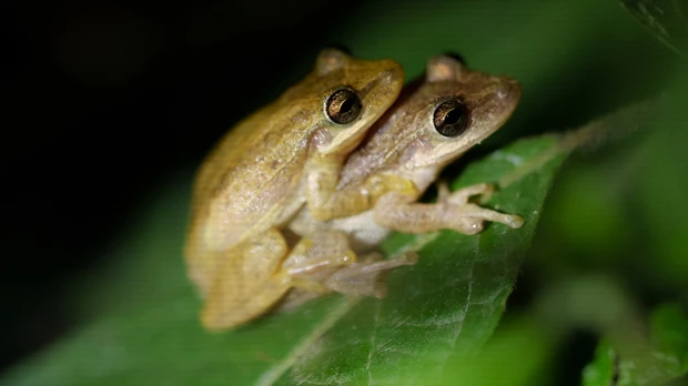 1.639 especies han sido introducidas en Galápagos