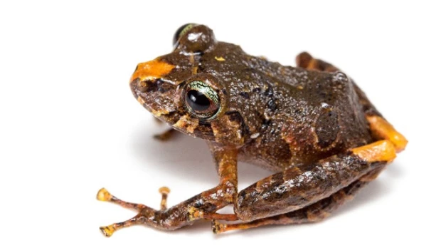 6 nuevas especies de ranas fueron descubiertas en los Llanganates y Sangay