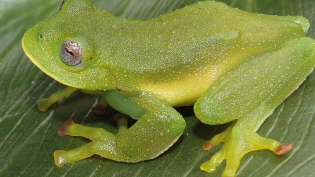 2 nuevas especies de ranas de cristal en los Andes fueron descritas