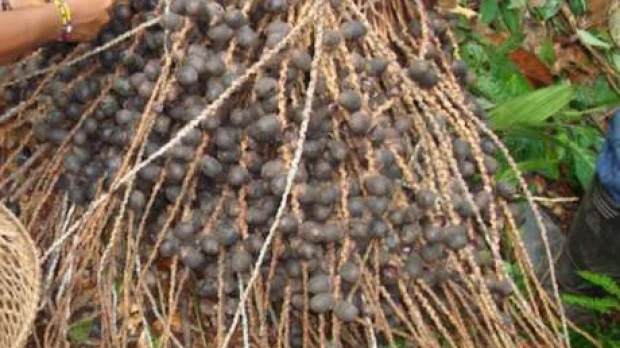 Bebidas ancestrales se preparan con la unguragua 