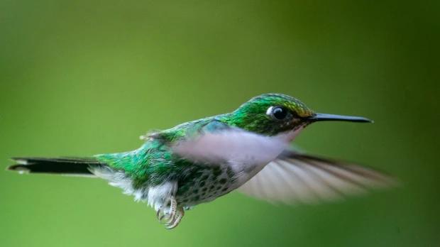 Especie de planta que atrae a colibríes fue descubierta en el Chocó Andino