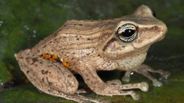 3 nuevas especies de ranas fueron descritas en Ecuador