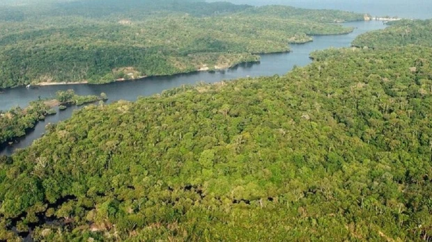 Los peces de la Amazonía brasileña están contaminados con mercurio