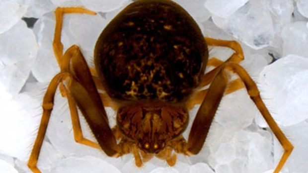 Nueva especie de araña fue descrita en el Yasuní