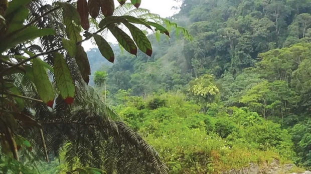 La Reserva Cofán Bermejo, un paraíso de 55.451 hectáreas en Sucumbíos