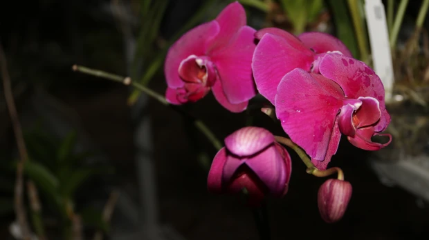 Orquídeas, un tesoro escondido en la Amazonía ecuatoriana 