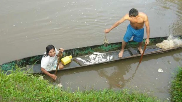 Peces amazónicos, en peligro 