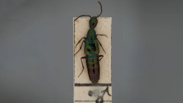 5 especies de escarabajos fueron descubiertas en los Andes