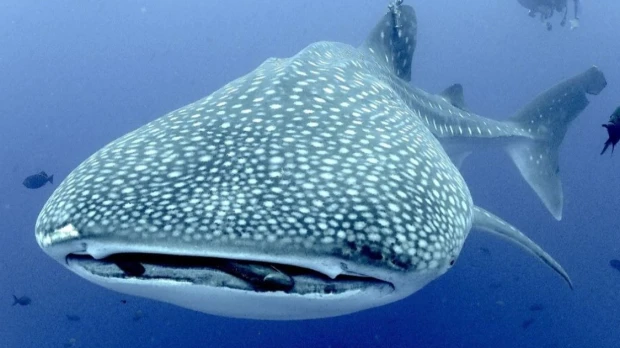Convenio busca conservar al tiburón ballena en Galápagos 