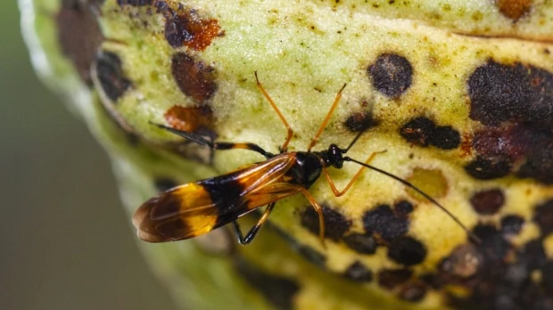 Investigadores descubrieron hongo contra plaga de 'chinches del cacao' en la Amazonía de Perú