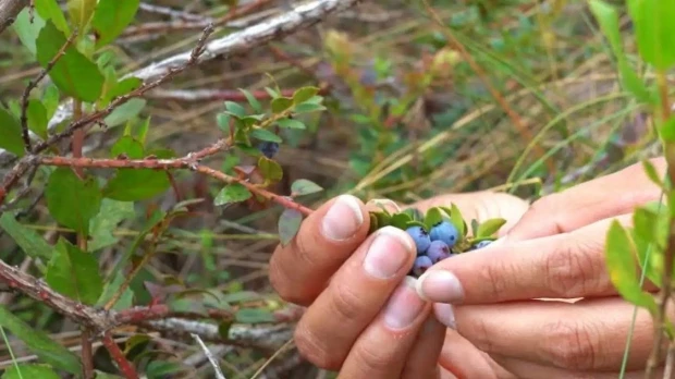 Proyecto Sacha Ñawi busca proteger el mortiño y fortalecer la agrobiodiversidad en Ecuador