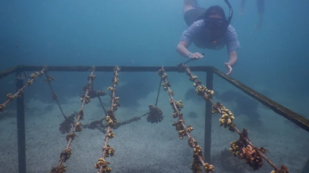 4.600 corales fueron trasplantados en Galápagos para restaurar arrecifes