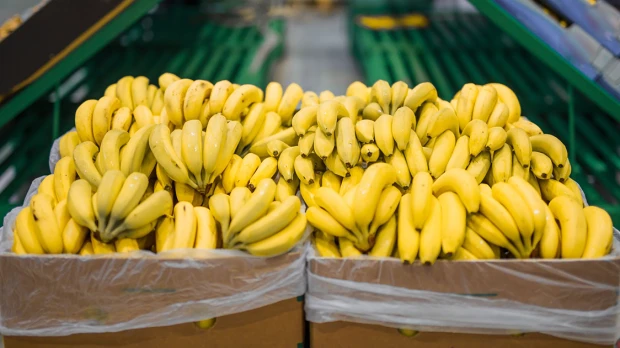 El volumen de las exportaciones de banano de Ecuador creció el 1,77 % en primer trimestre