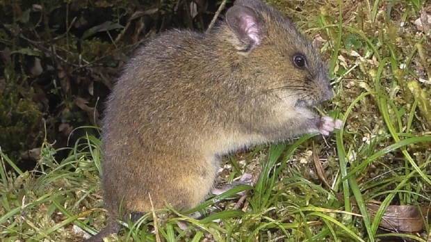 Nueva especie de ratón andino en el Parque Nacional Sangay fue descrita