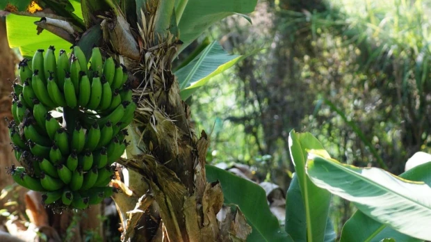 Escasez de plátano verde golpea los mercados ecuatorianos