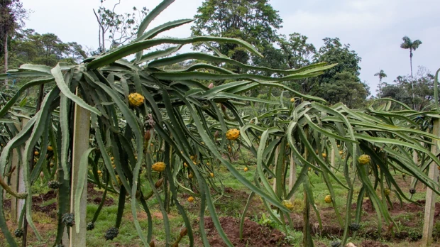Palora ha sido clave en el boom de la pitahaya