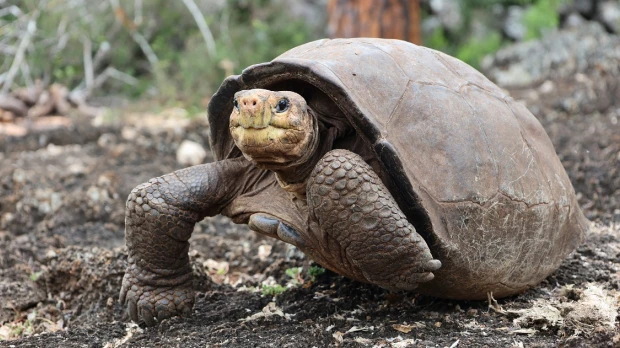 Expedición científica buscará parientes de Fernanda, la tortuga de Galápagos que se creía extinta